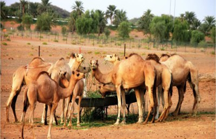 Sharjah Desert Park